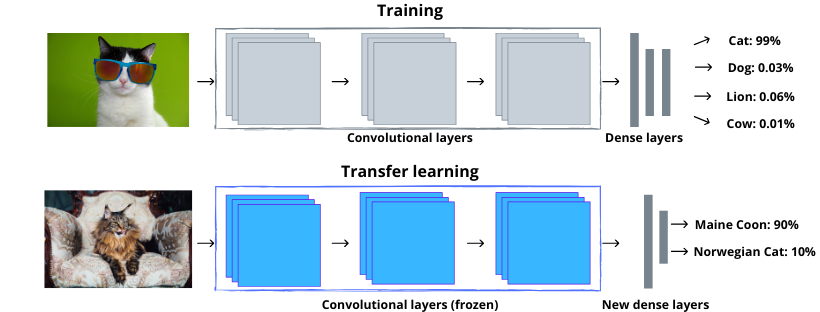 Domain Adaptation With Xception and VGG16 Models | by Katarzyna ...