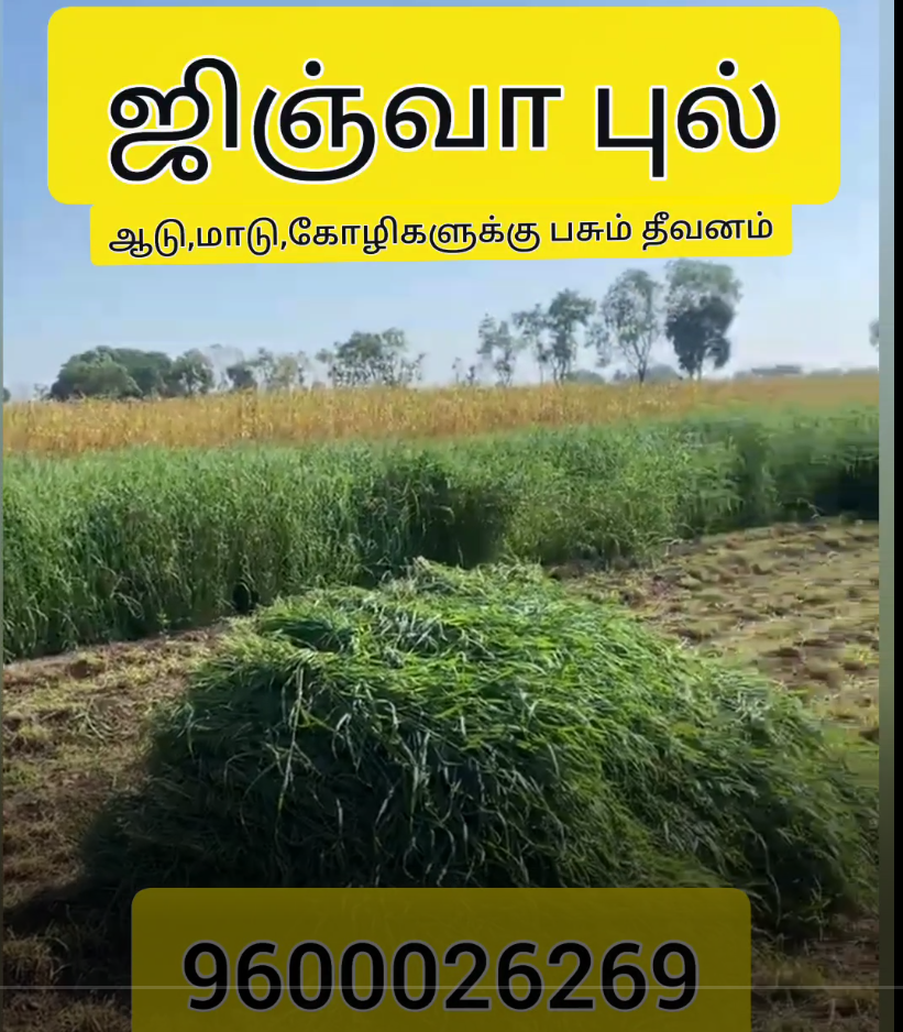 Best fodder for goats Sureshdevarajfarms Medium