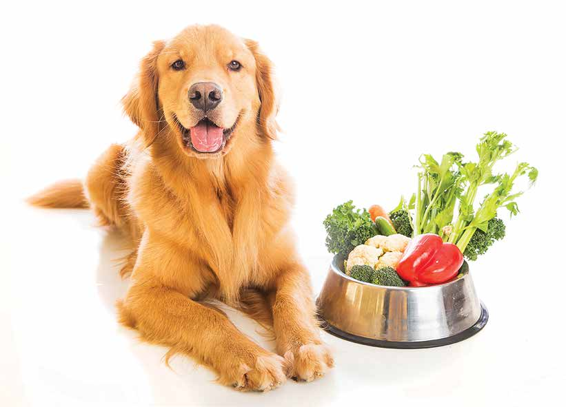 7 frutas e vegetais perigosos para cães (e o que você precisa saber antes de oferecer)