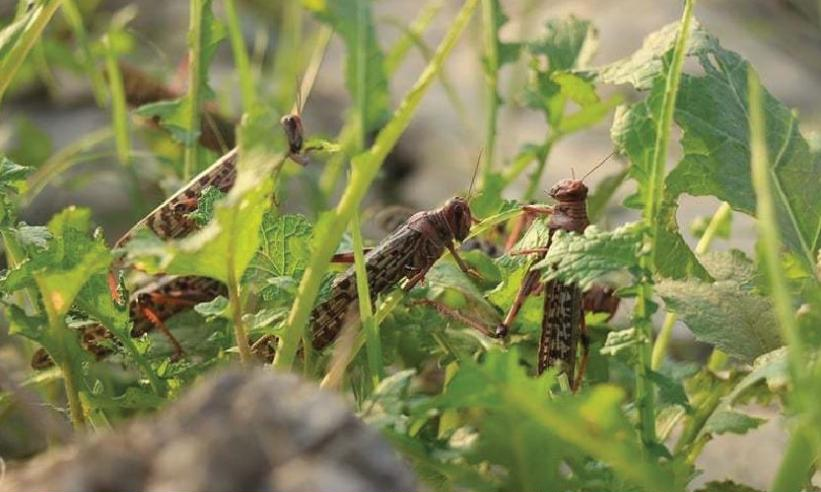 A New Agricultural Ally in Pakistan — Z30P Smart Agri Drone