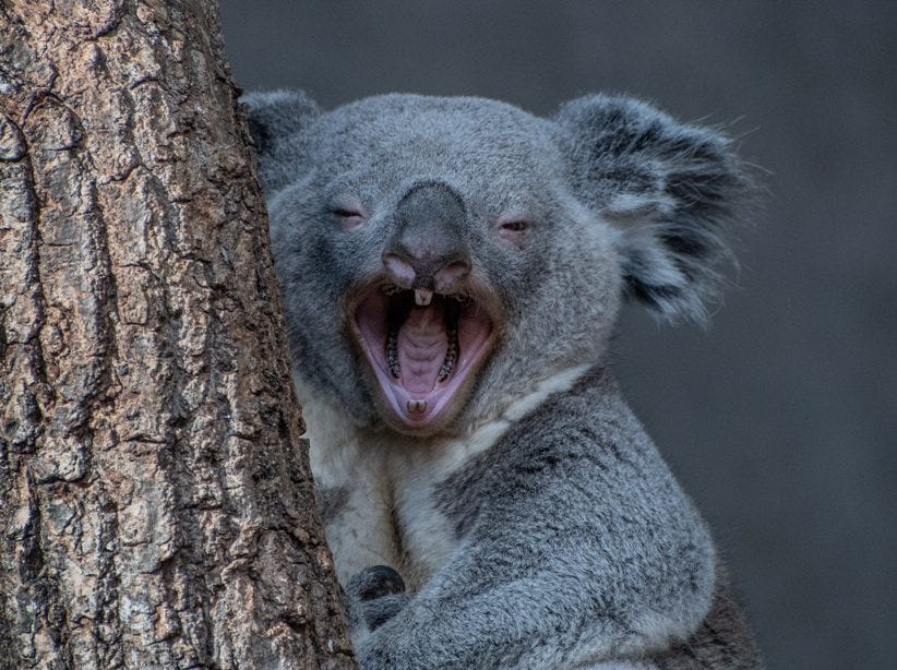 Koala Questions - Australia Walkabout Park