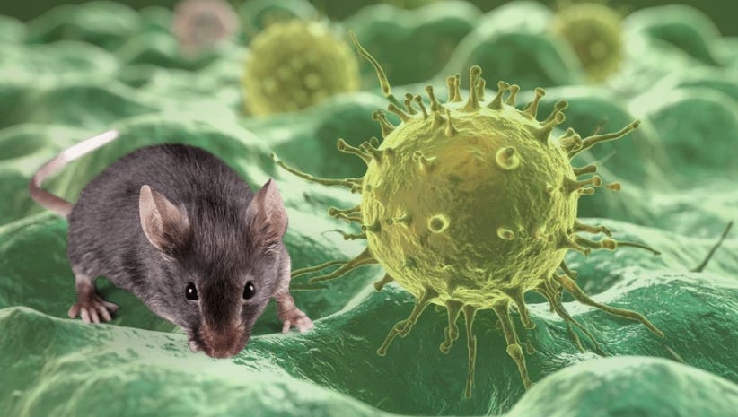 Bukan Penyakit Biasa, Hantavirus: Ancaman Senyap dari Hewan Pengerat