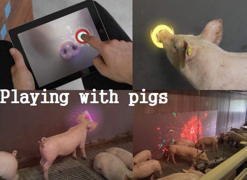 Exemple de projet en Animal-Computer Interaction pour distraire les cochons : “Playing with pigs”. Les cochons suivent avec leur groin sur un écran tactile une lumière (que les humains déplacent à l’aide d’une tablette). Si les cochons et les humains parviennent à faire passer la balle à travers un triangle de but, cela déclenche une animation. ©Yvette Wohn (source image).
