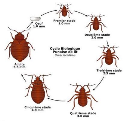 Comment éradiquer les punaises de lit sans l'aide d'un professionnel | by  Jack | Medium