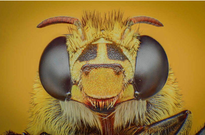 The Navigation Code Flowers Give Bees