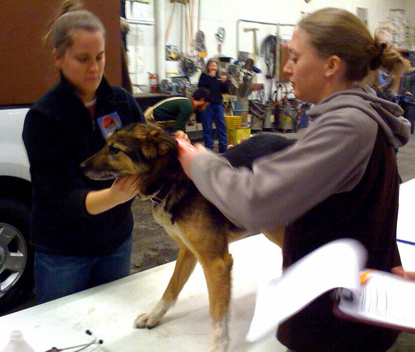 Cornerstone Vet Expert Care for Your Beloved Pets by Emergency Vet