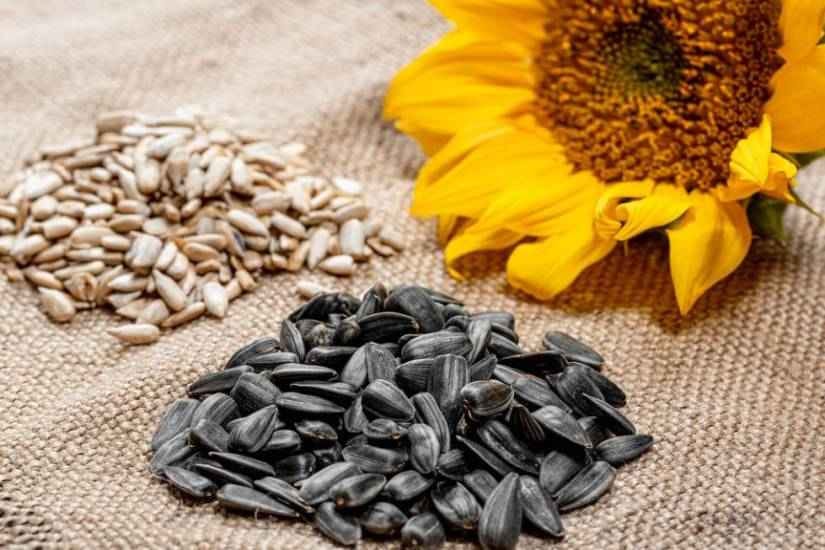 Sunflower Seeds 10 Health Benefits, Uses, and Side Effects by