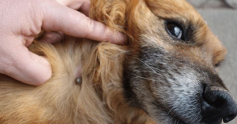 Preventing Tick Infestations in Your Pets in Massachusetts by