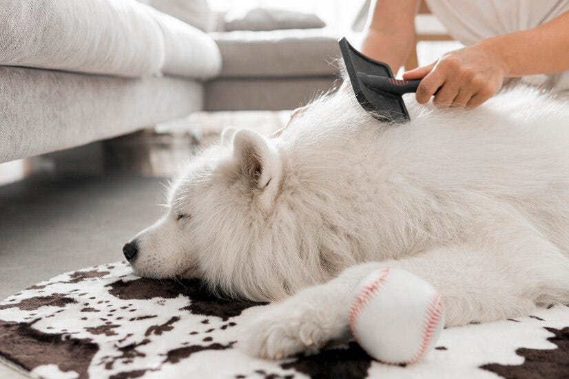 Do Dogs Lose Hair After Pregnancy at Steve King blog
