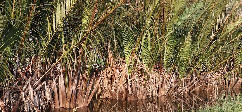 A cluster of nipa palm trees. Photo by Angeline Domingo.