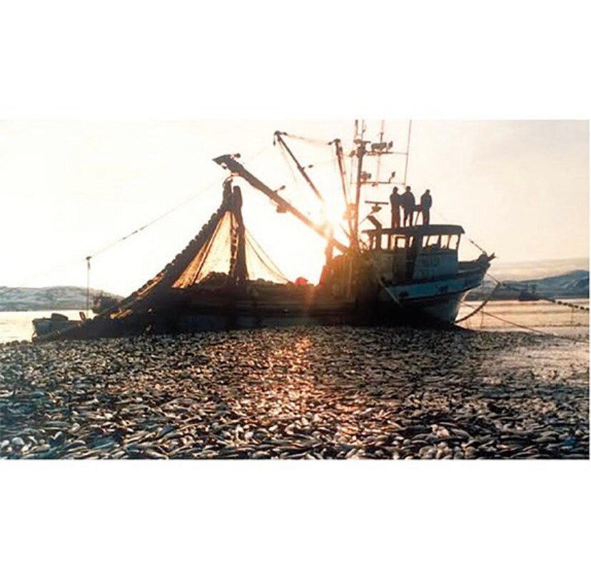Commercial Fishing - Fisherman Pulling F, Stock Video