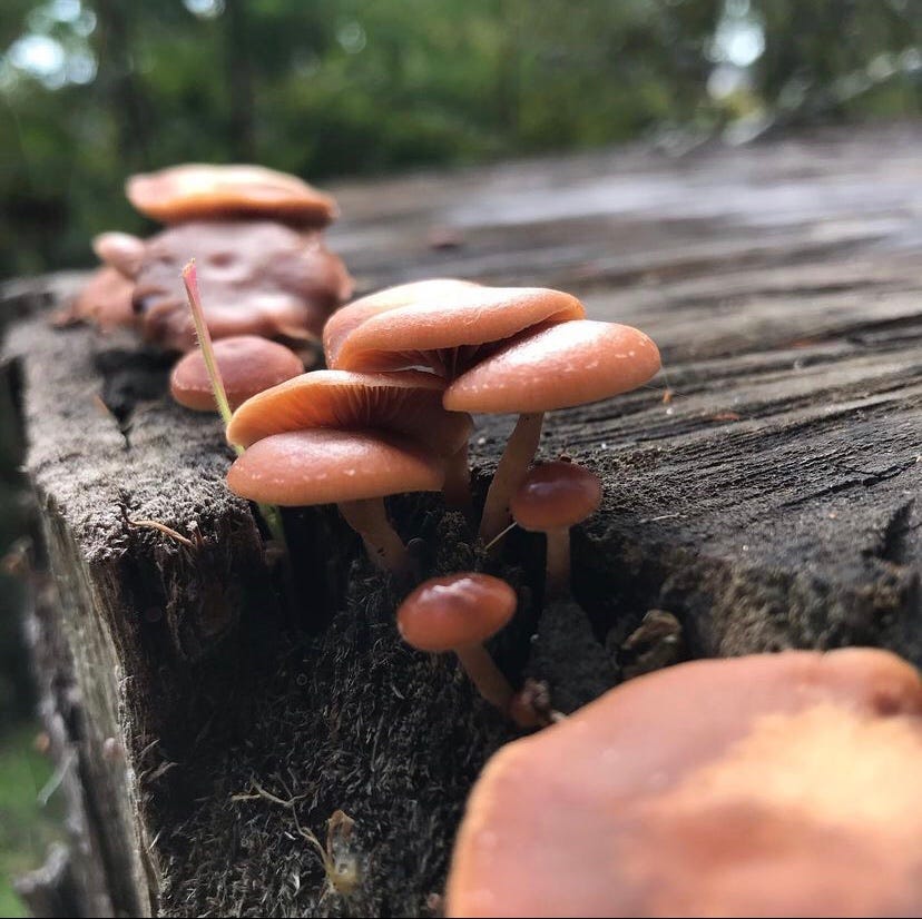 Three Easy Activities To Do While Hiking-geared towards helping you create a deeper connection…