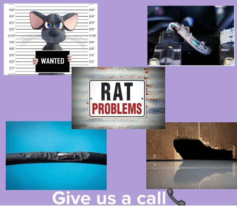 Best Pest Control in Dublin Ireland Dublin Pest Control Low Cost by
