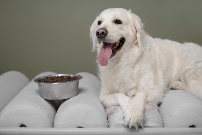 Top 10 Nourishing Human Foods Safe Dogs Medium