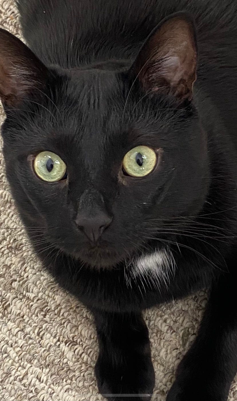 Why Your Cat’s Eyeing You. There are many reasons besides stalking by