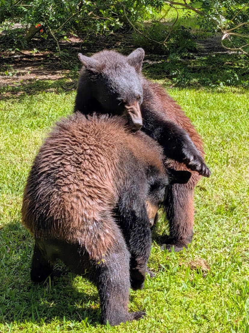 We Can “Bearly” Contain Our Excitement!