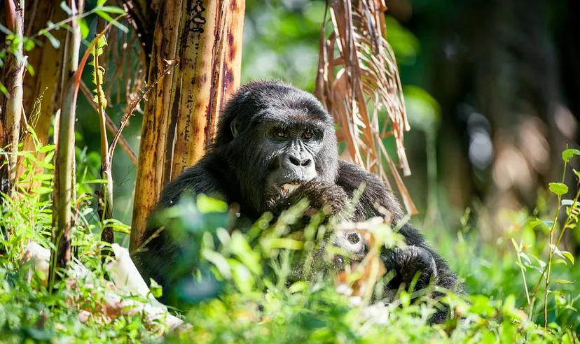 Mountain Gorilla Trek|Gorilla trekking safaris