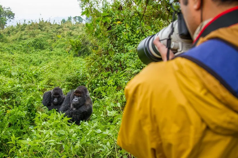 Mountain Gorilla Photography|Gorilla Trekking Safaris