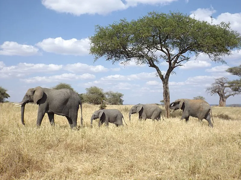 Tanzania Budget Safari Tours | Serengeti National Park 