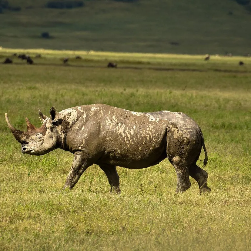 Ngorongoro Conservation Area|Black Rhinos