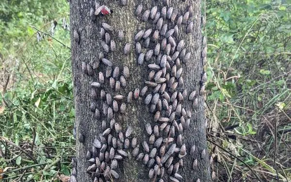 A cluster of lanternflies completely covering a tree trunk.