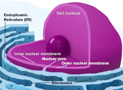 Cells … About 100 trillion of them and we have a Human Body, by Sam  Kneller, The Explanation