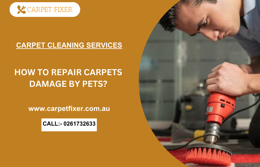 How to Repair Carpet Damage by Pets? by Carpet Fixer Dec, 2023 Medium