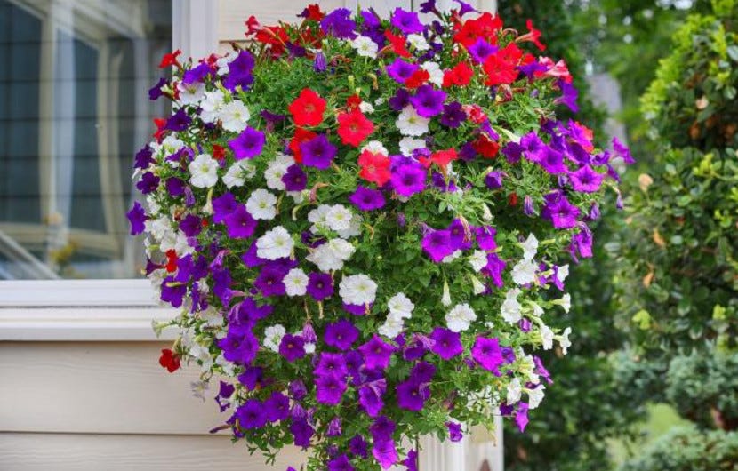 5 Trailing and Cascading Flowers for Hanging Baskets! by SeedsNowGMO
