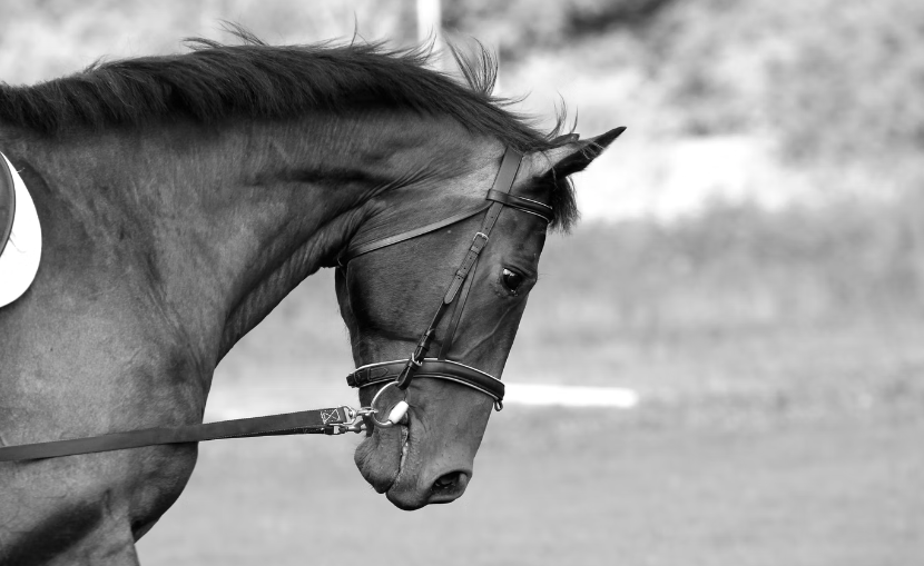 Is Your Horse Afraid of the Bit?. Is your horse afraid of the bit? Does… by Linda Parelli Medium