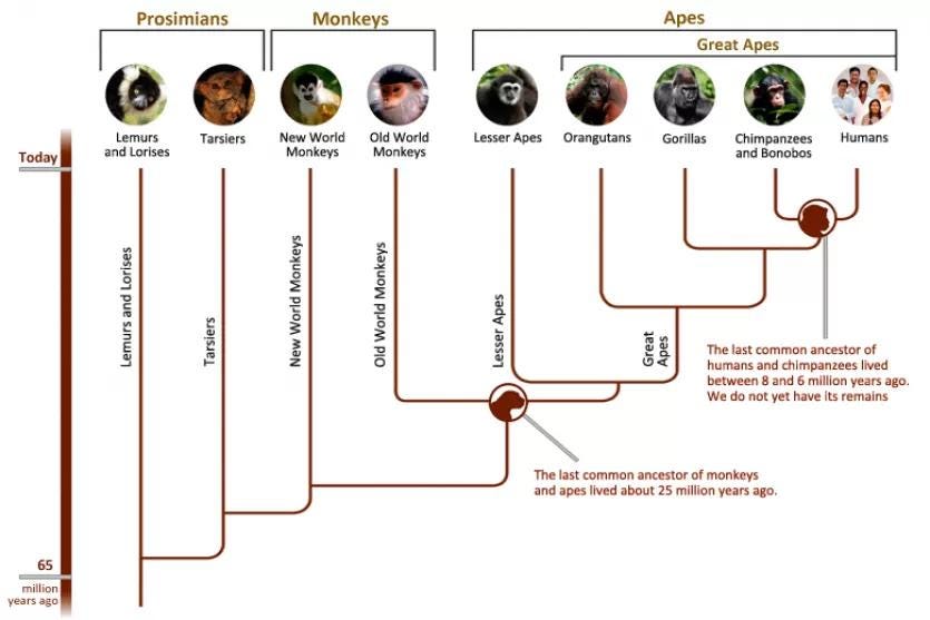 Diagram filogenetik primata yang menunjukkan bahwa manusia dan simpanse memiliki leluhur bersama (common ancestor), bukan hubungan keturunan langsung. (Understanding Evolution, University of California Museum of Paleontology)