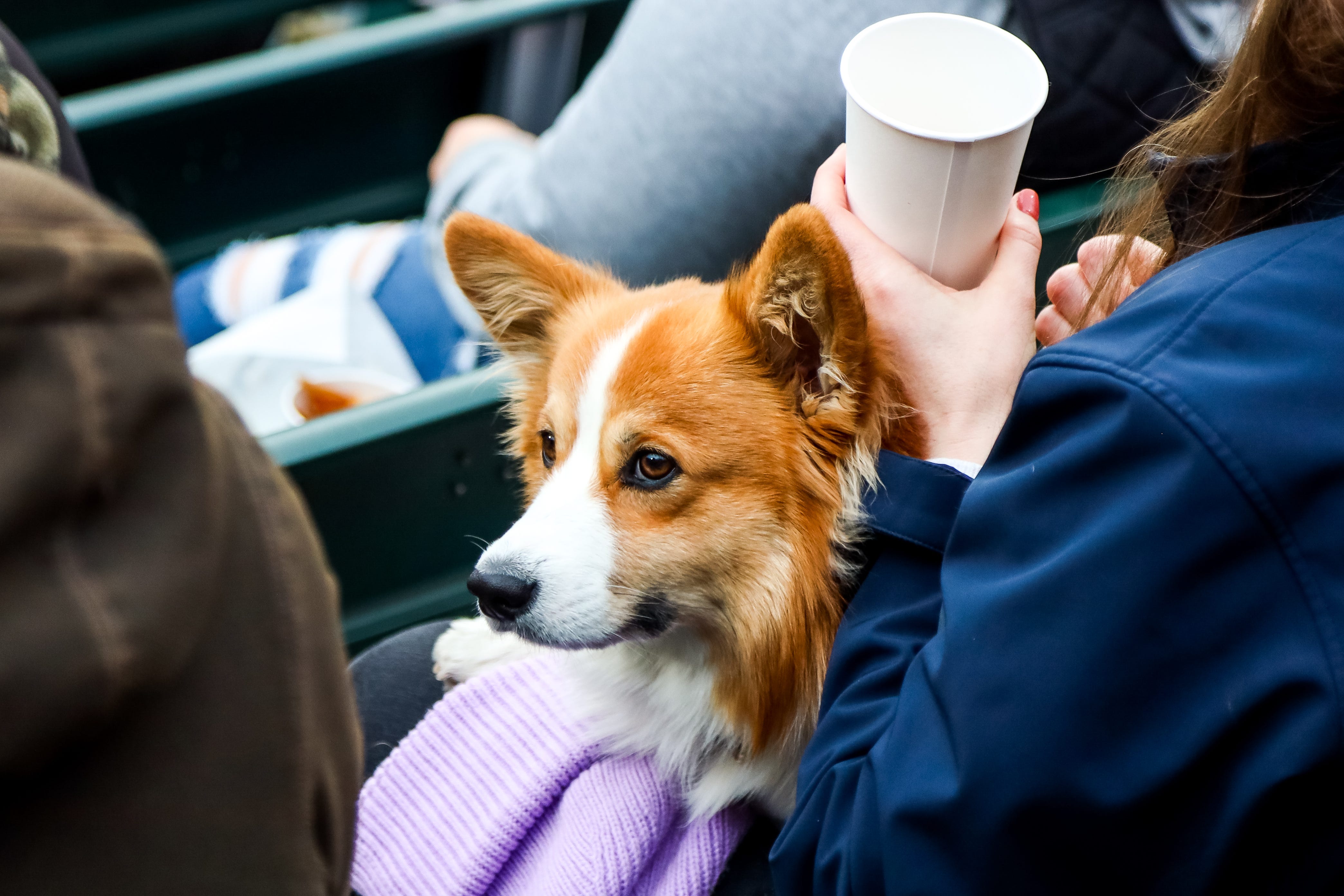 Dog Day at Guaranteed Rate Field - Inside the White Sox