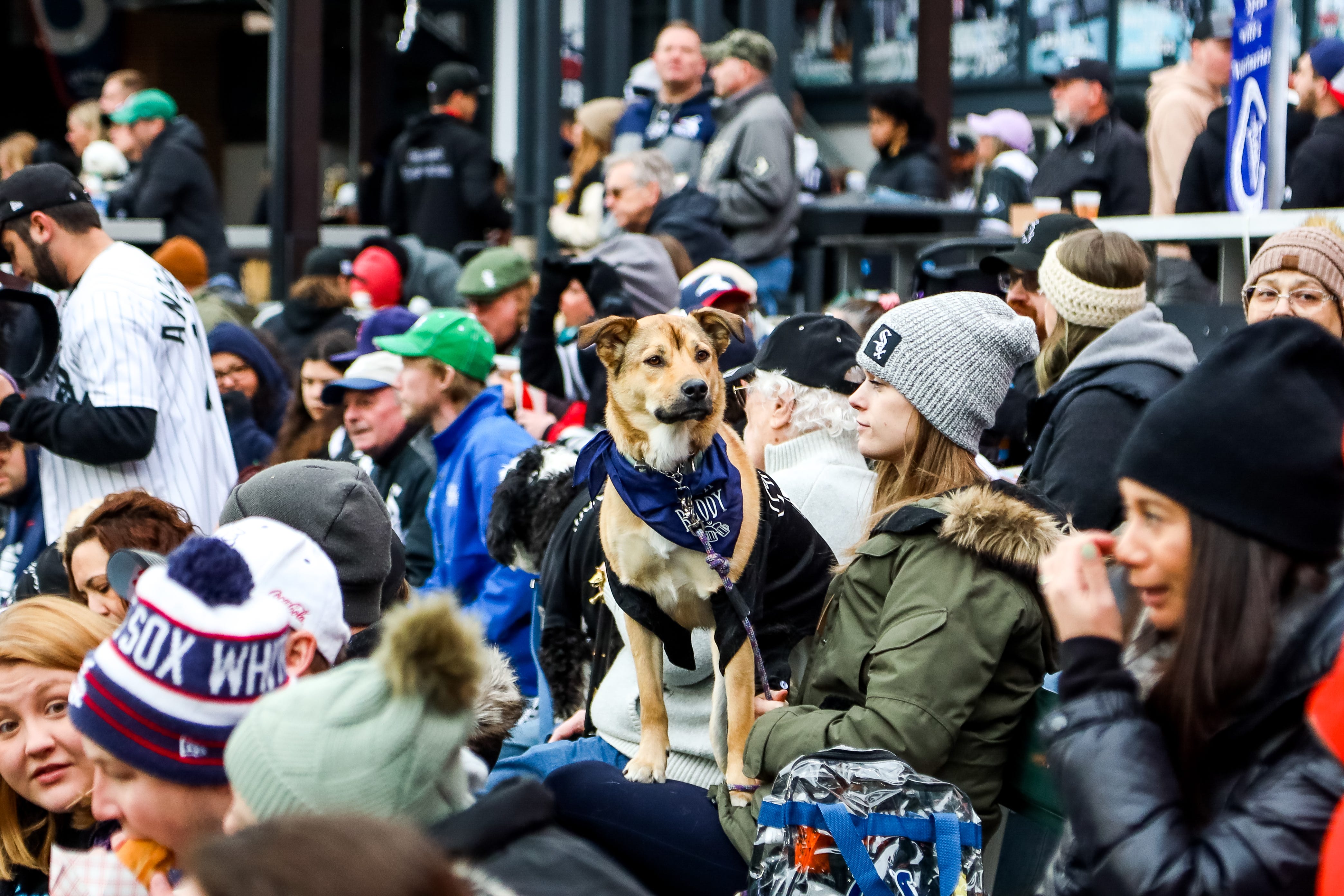 Dog Day at Guaranteed Rate Field - Inside the White Sox