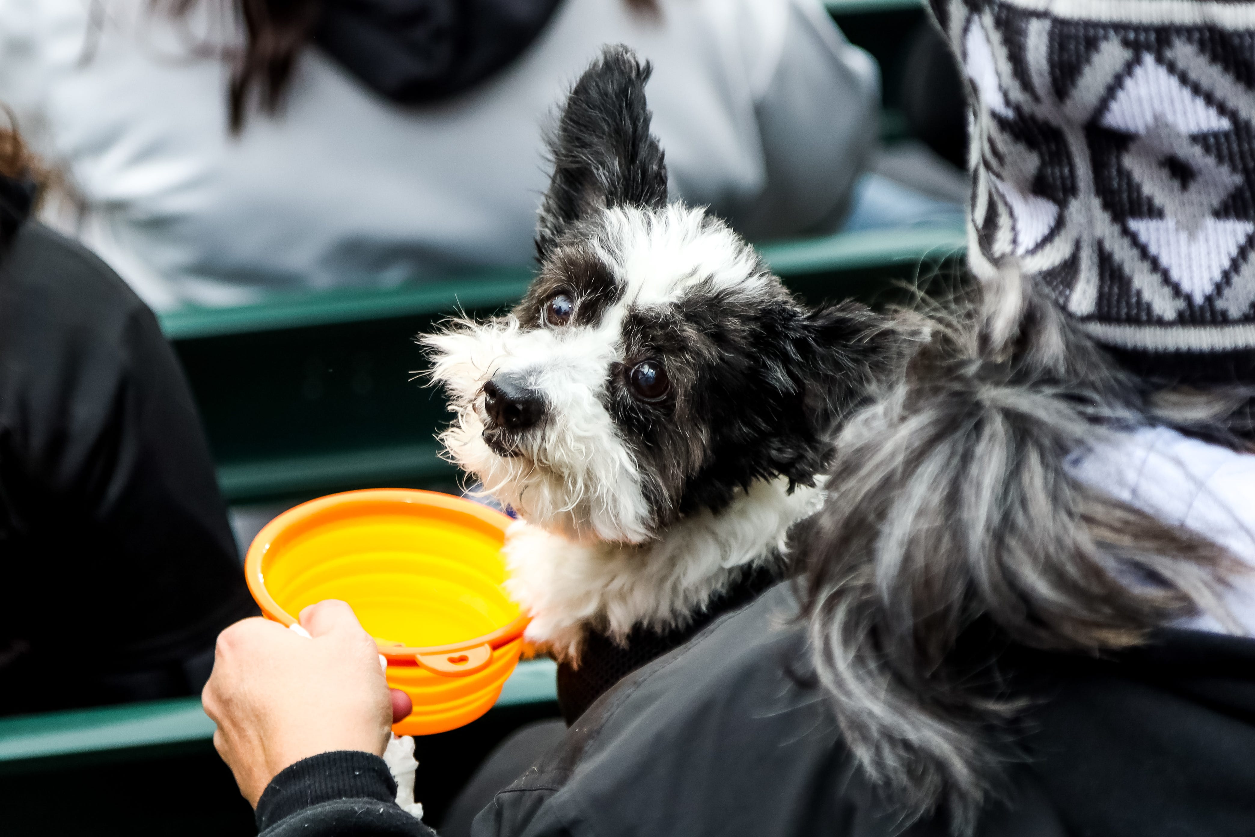 Dog Day at Guaranteed Rate Field - Inside the White Sox