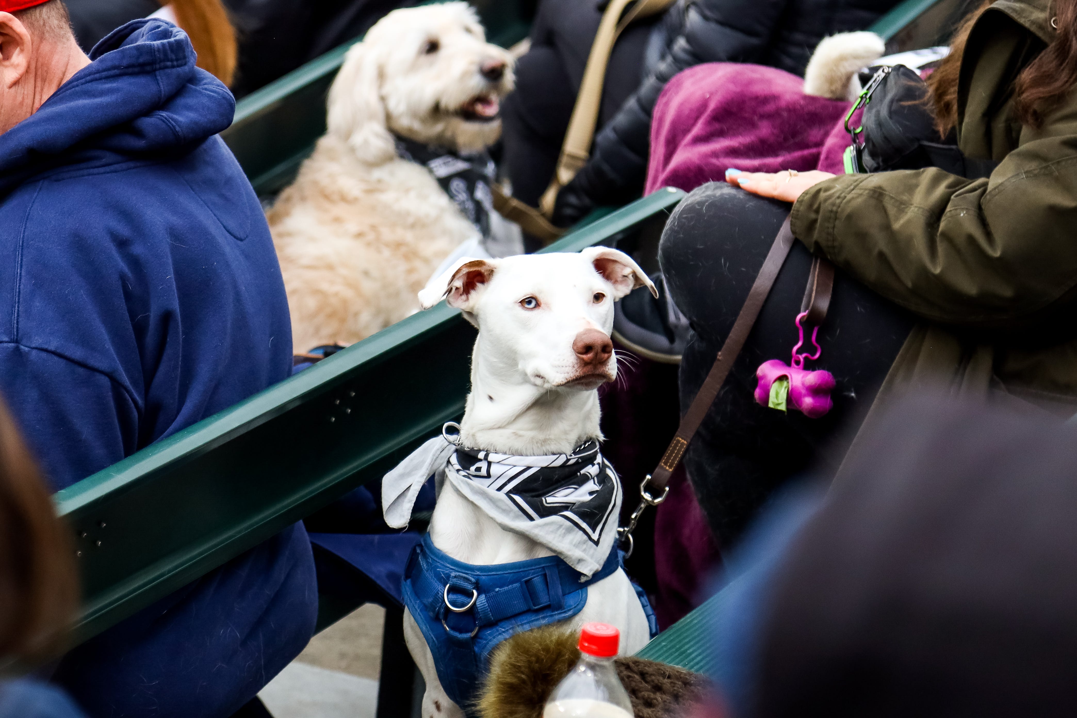 White Sox Dog Day 2024 Crin Mersey