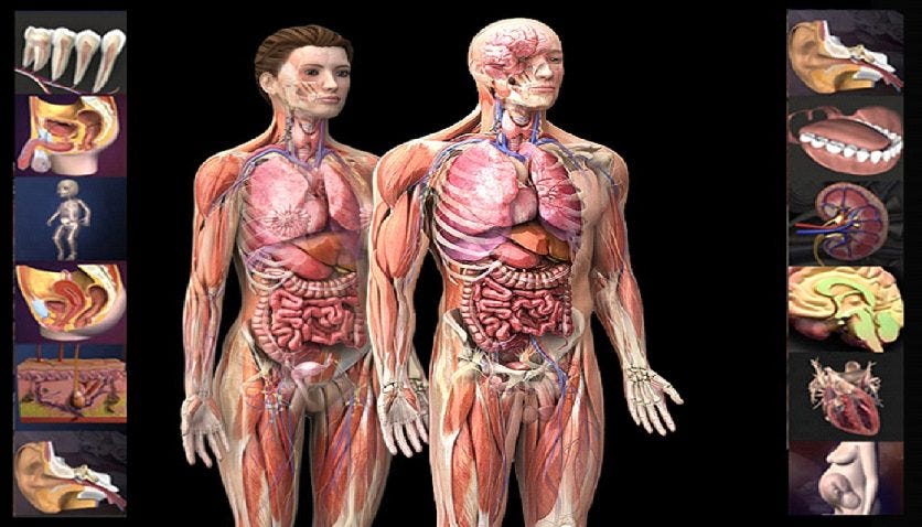 Anatomy in Full Dimension: Advancing Learning with 3D Human Visualization |  by ImmersiveLabz | Medium