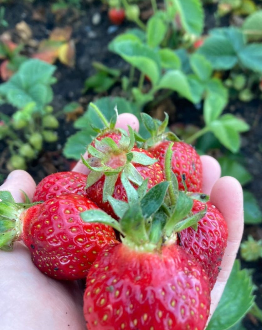 fresh picked strawberries from my garden, author’s photo