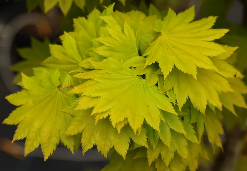 Unveiling the Enchanting Varieties of Acer Shirasawanum: A Kaleidoscope
