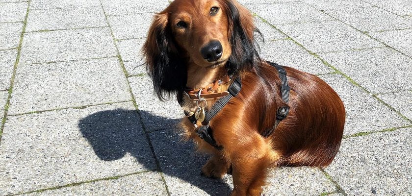 Medium hot sale haired dachshund