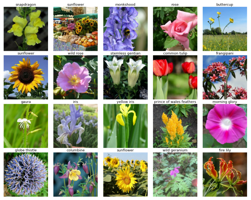 Flower classification with TPUs. Description of the data you have… | by ...