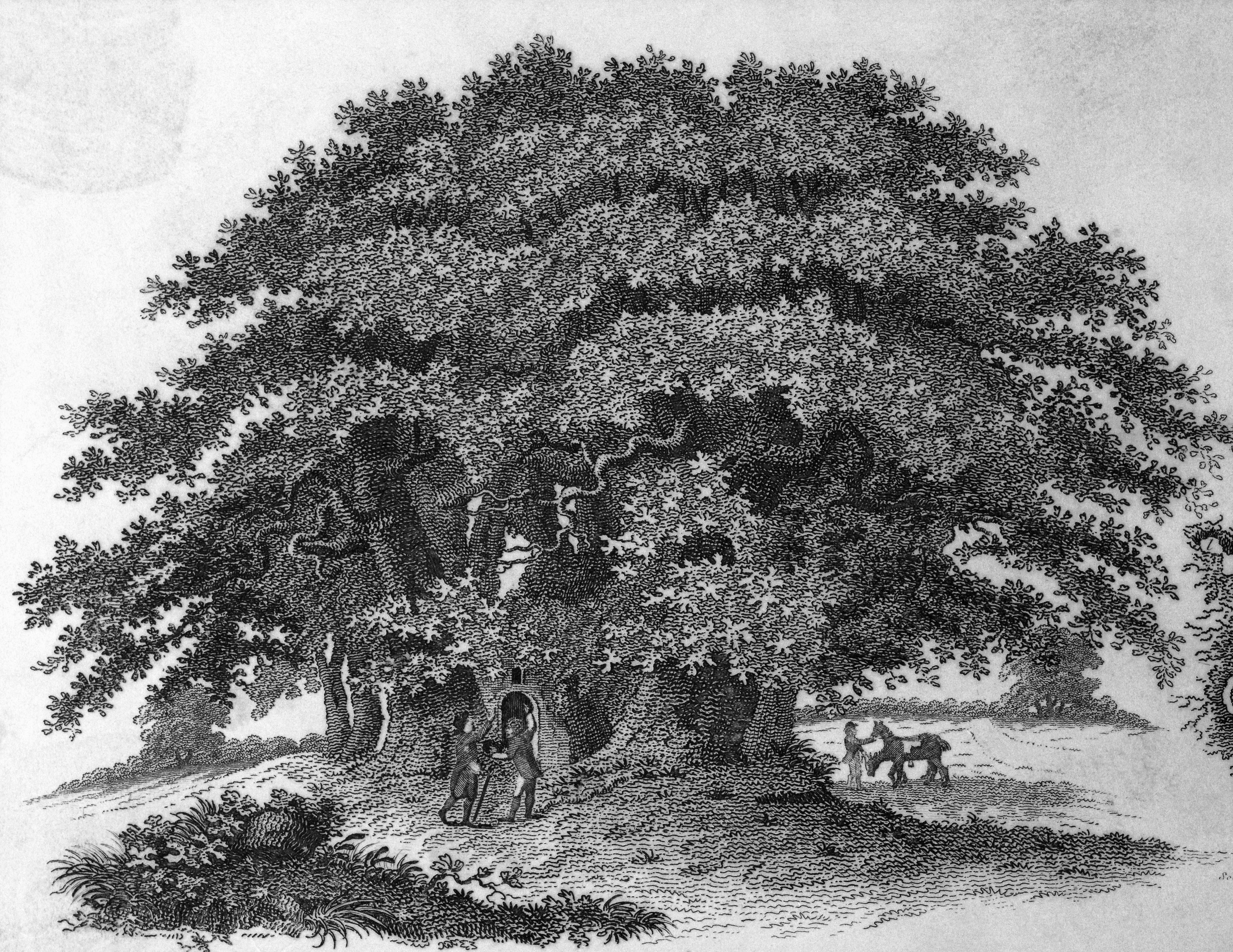chestnut tree drawing