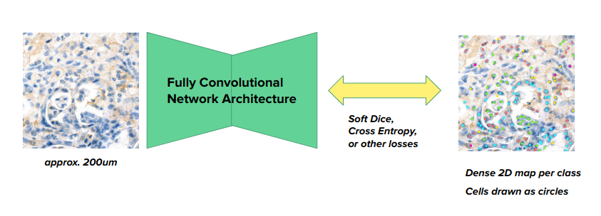 A typical Lunit SCOPE cell model utilizes a fully convolutional neural network architecture (FCN) to simultaneously localize and classify cells.