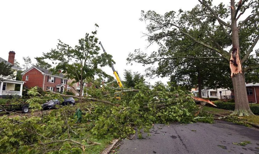 Why Do Trees Fall on Portland Roads? (It’s Not Always the Wind)