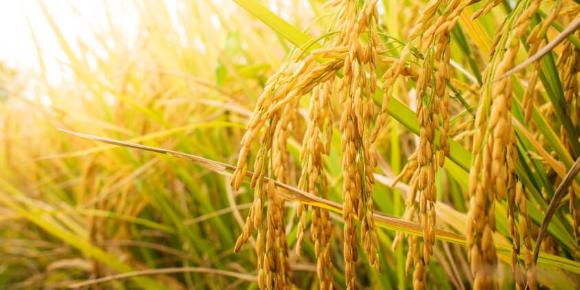 AI for Climate‑Smart Farming in Senegal: From Hype to One-minute Actions