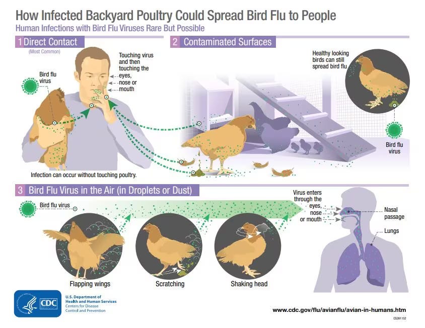 Understanding H5N1 Bird Flu Risks & Safety | by Ayienga peter | May