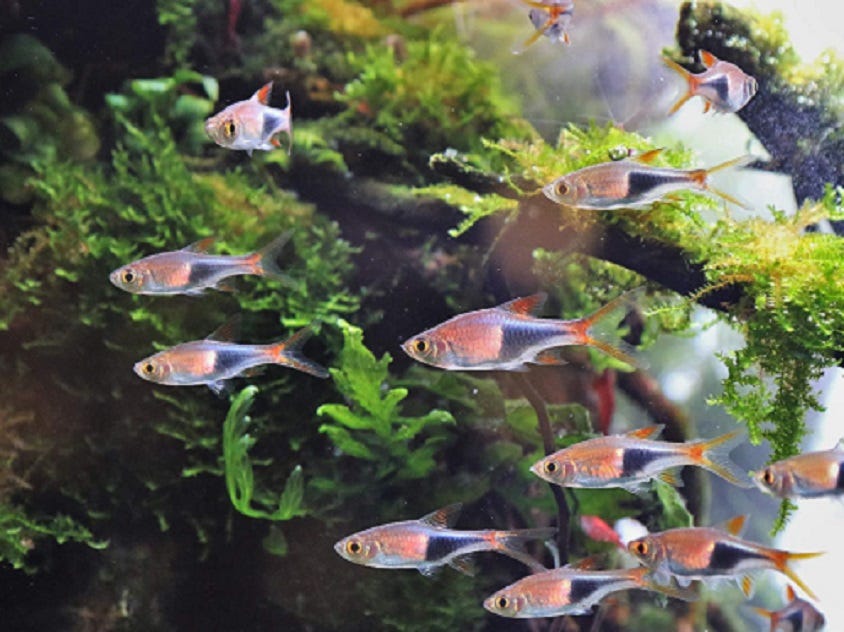 How to Clean a Used Fish Tank. The article on How to Clean a Used Fish