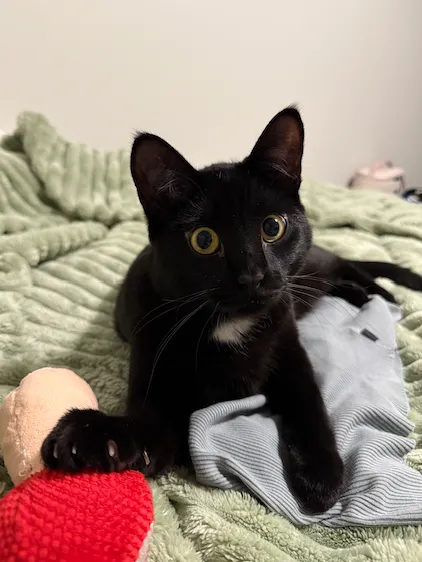 Stevie Wonderwhiskers