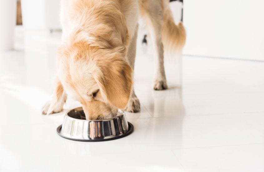 Diamond Naturals Dog Food Unleashing Canine Wellness in Every