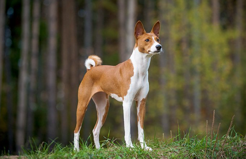 can a basenji live in central african republic