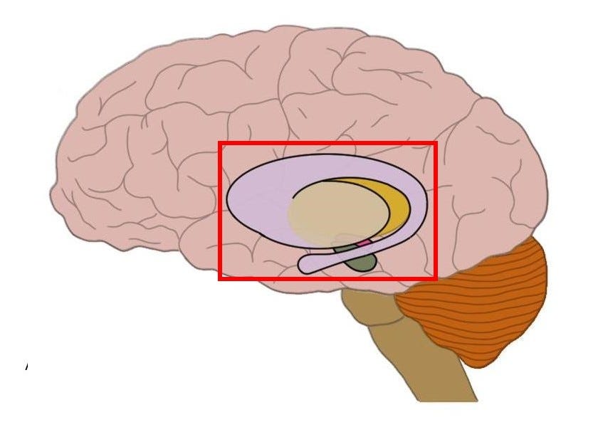 Подкорка головного мозга. Подкорковые (базальные) ганглии (ядра).. Базальные мозговые ганглии. Базальных ганглиев головного мозга[. Базальные отделы головного мозга.