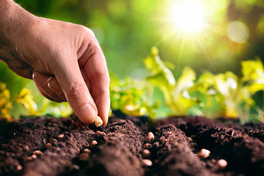 Why Plant Perennial Seeds of Compassion Establishing Deep Roots | by Sonja  Wendt | ILLUMINATION | Medium